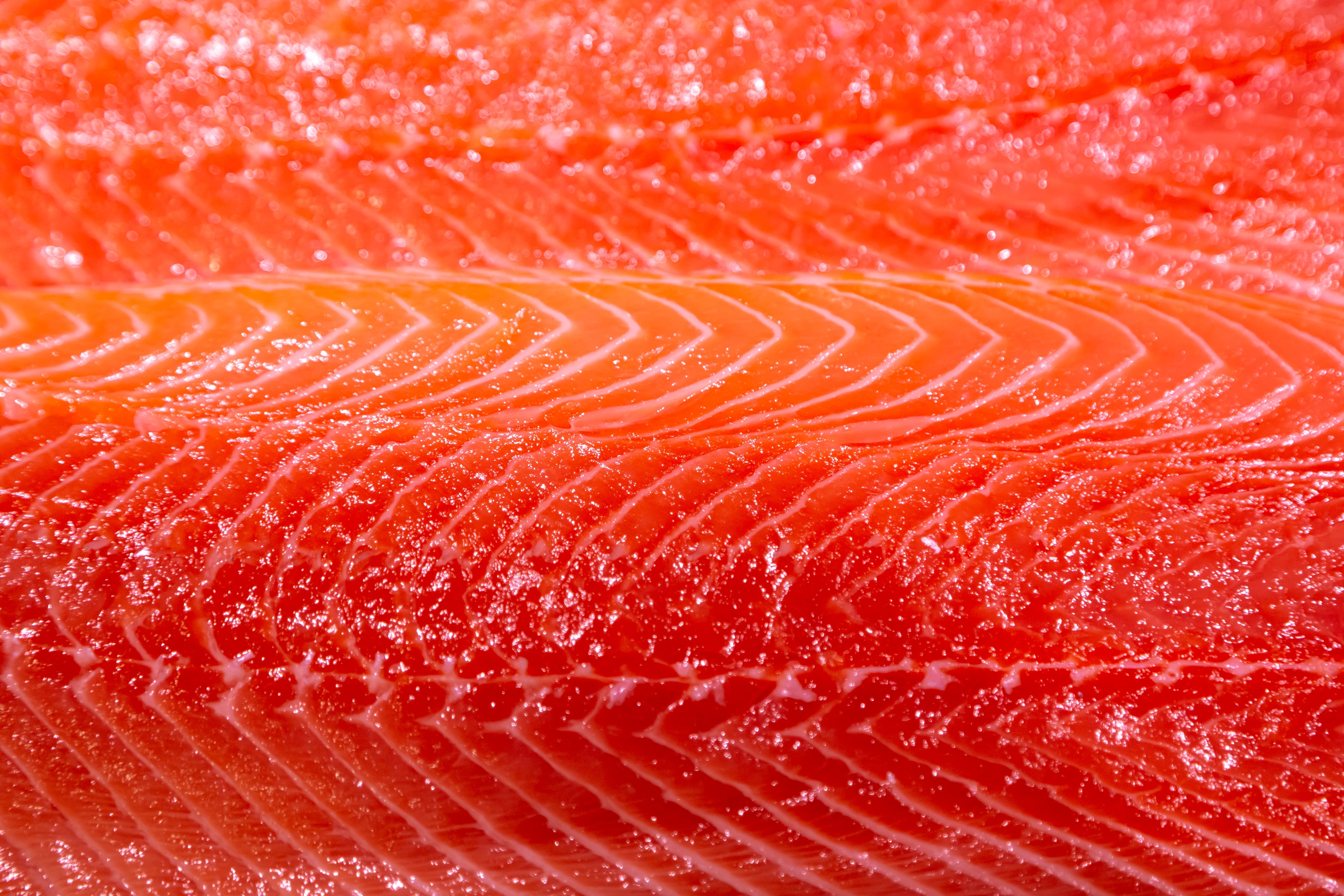 TG Fish Oil vs Regular Fish Oil for Cats & Dogs: Which Is Better in Malaysia?